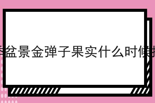 冬季盆景金弹子果实什么时候摘去