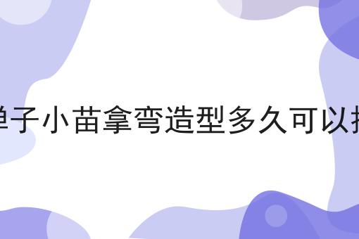 金弹子小苗拿弯造型多久可以换盆