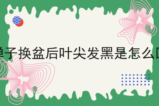 金弹子换盆后叶尖发黑是怎么回事