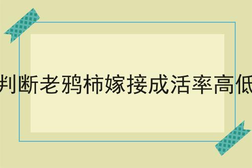 判断老鸦柿嫁接成活率高低