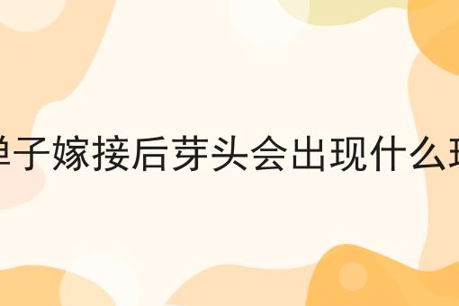 金弹子嫁接后芽头会出现什么现象