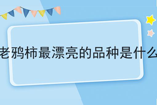 老鸦柿最漂亮的品种是什么