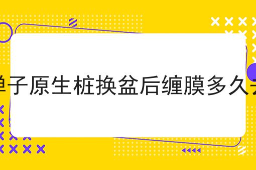 金弹子原生桩换盆后缠膜多久去掉