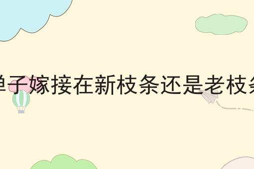 金弹子嫁接在新枝条还是老枝条上