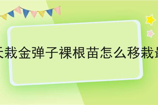 夏天栽金弹子裸根苗怎么移栽最好