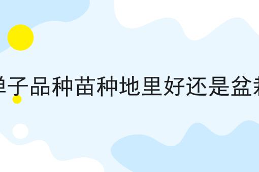 金弹子品种苗种地里好还是盆栽好