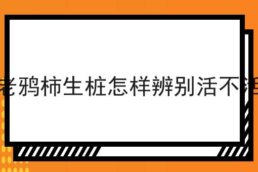 老鸦柿生桩怎样辨别活不活