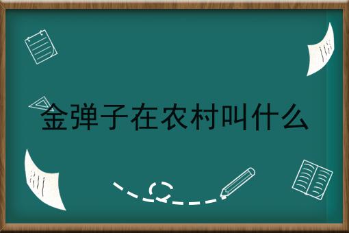 金弹子在农村叫什么