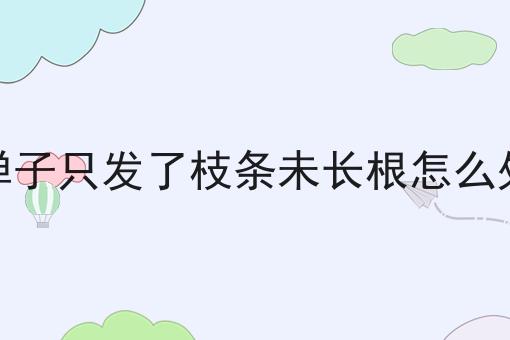 金弹子只发了枝条未长根怎么处理