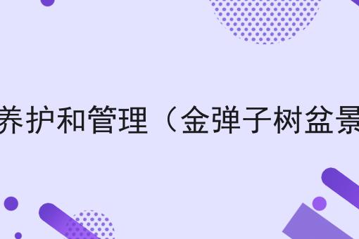 金弹子树盆景怎么养护和管理（金弹子树盆景怎么养护和管理）