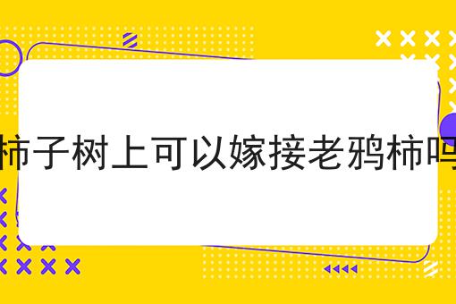 柿子树上可以嫁接老鸦柿吗