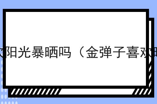 金弹子喜欢阳光暴晒吗（金弹子喜欢晒太阳吗）