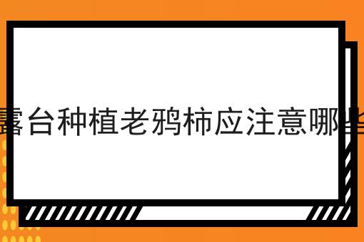 露台种植老鸦柿应注意哪些