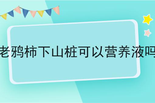 老鸦柿下山桩可以营养液吗