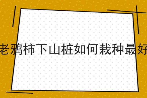 老鸦柿下山桩如何栽种最好