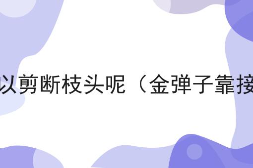 金弹子靠接多久可以剪断枝头呢（金弹子靠接枝条太细可以吗）