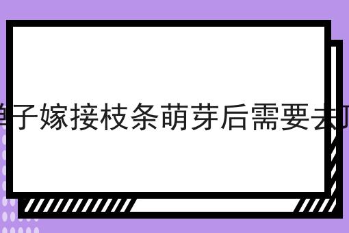 金弹子嫁接枝条萌芽后需要去顶吗