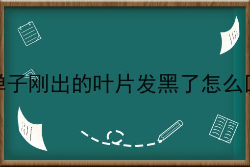 金弹子刚出的叶片发黑了怎么回事