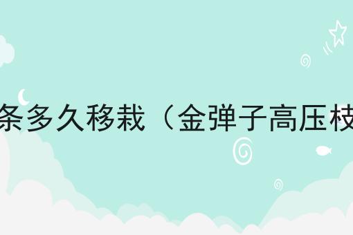 金弹子高压枝条多久移栽（金弹子高压枝条多久生根）