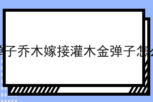 金弹子乔木嫁接灌木金弹子怎么样