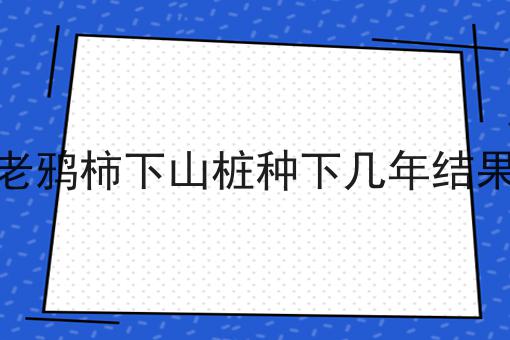 老鸦柿下山桩种下几年结果