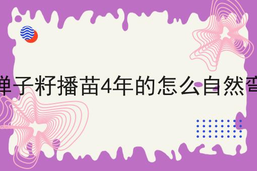 金弹子籽播苗4年的怎么自然弯曲