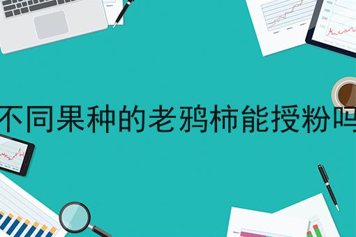 不同果种的老鸦柿能授粉吗