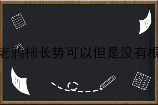 老鸦柿长势可以但是没有根