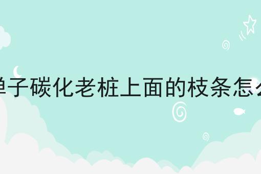 金弹子碳化老桩上面的枝条怎么留