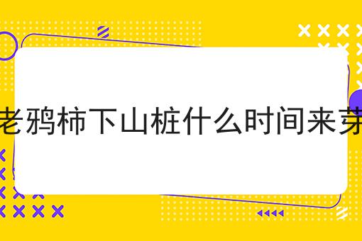 老鸦柿下山桩什么时间来芽