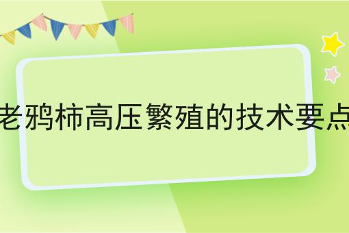 老鸦柿高压繁殖的技术要点