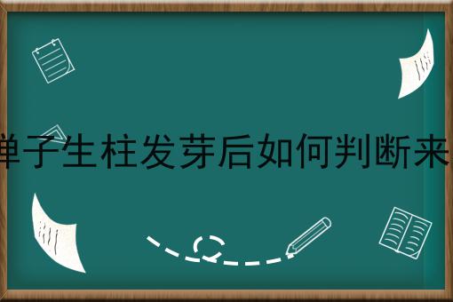 金弹子生柱发芽后如何判断来根J