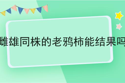 雌雄同株的老鸦柿能结果吗