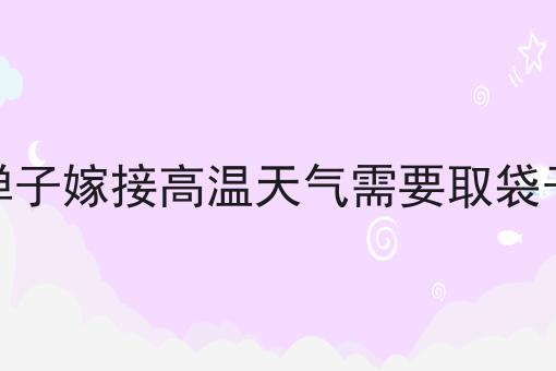 金弹子嫁接高温天气需要取袋子吗