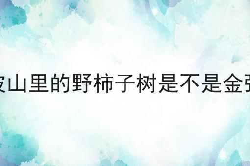 宁波山里的野柿子树是不是金弹子