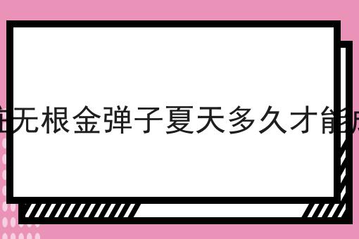 独桩无根金弹子夏天多久才能成活