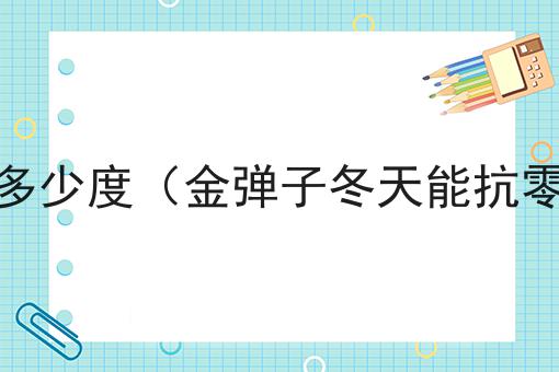 金弹子能耐零下多少度（金弹子冬天能抗零下多少度低温）