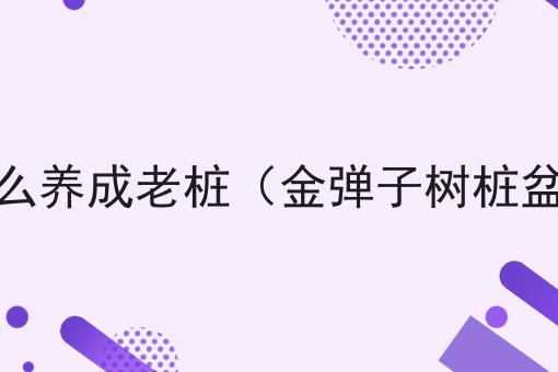 金弹子树怎么养成老桩（金弹子树桩盆景怎么养）