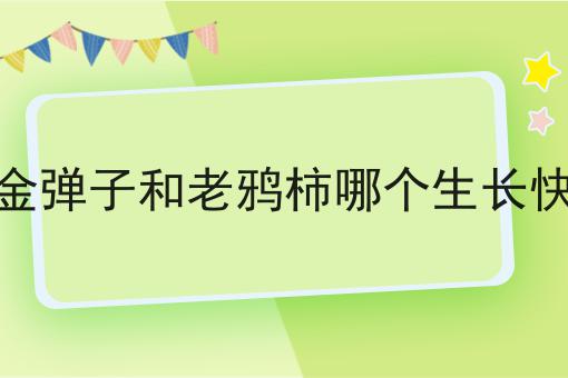 金弹子和老鸦柿哪个生长快