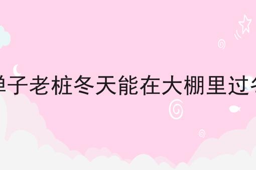 金弹子老桩冬天能在大棚里过冬吗