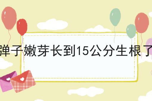 金弹子嫩芽长到15公分生根了吗