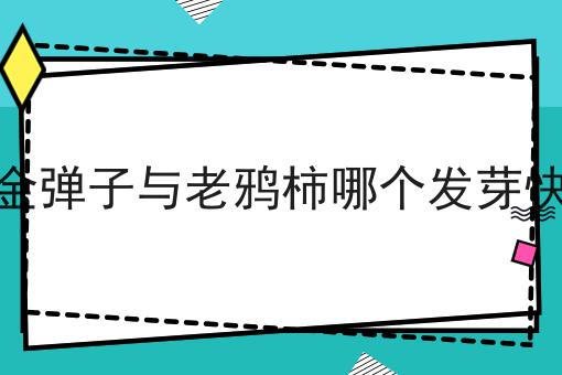 金弹子与老鸦柿哪个发芽快