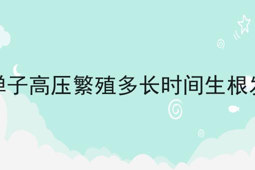 金弹子高压繁殖多长时间生根发芽