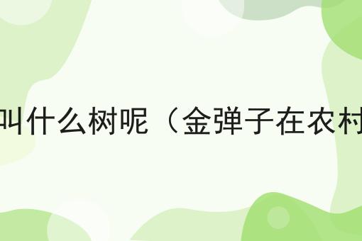 金弹子在农村叫什么树呢（金弹子在农村叫什么名字）