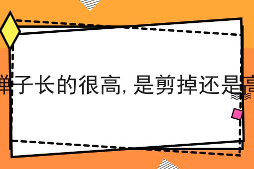 金弹子长的很高,是剪掉还是高压