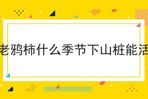 老鸦柿什么季节下山桩能活