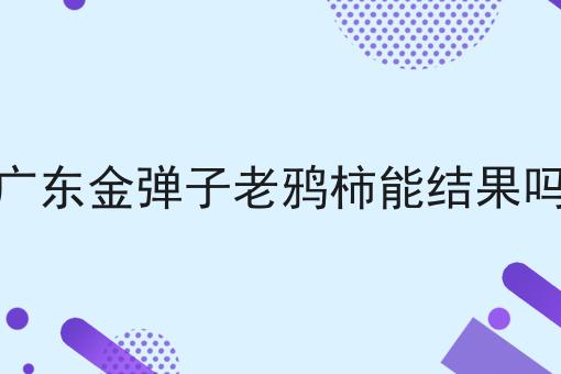 广东金弹子老鸦柿能结果吗