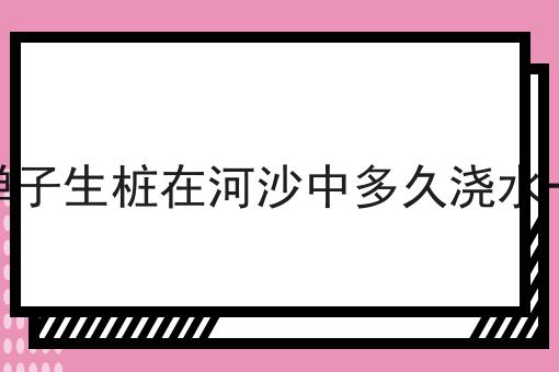 金弹子生桩在河沙中多久浇水一次