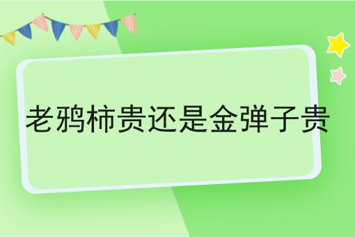 老鸦柿贵还是金弹子贵