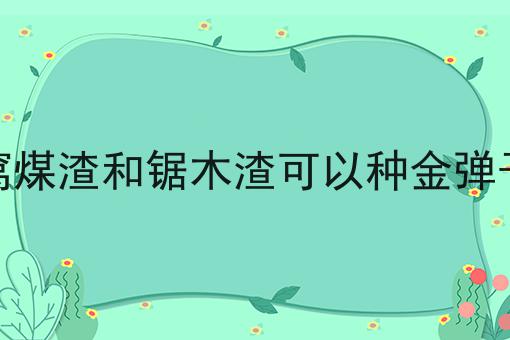 蜂窝煤渣和锯木渣可以种金弹子吗